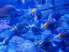 -成都浩海立方海洋公园