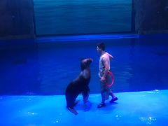 -芜湖新华联大白鲸海洋公园