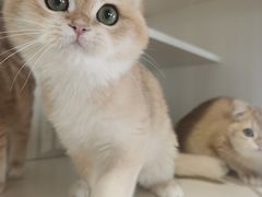 -东方名猫馆·英短金渐层布偶猫舍(环线广场1号楼店)