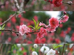 -桃花涧