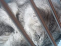 -FAELING PETS美天灵宠物(合生汇店)