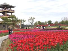 -杭州湾海上花田景区