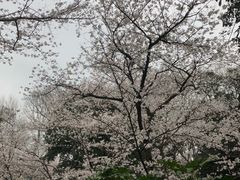 -武汉大学-樱园