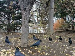 -北海道厅旧本厅舍(旧本庁舎)