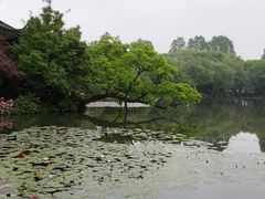 -西湖外事游船(花港观鱼码头)