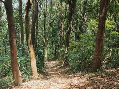 -黄埔油麻山森林公园
