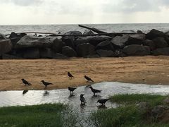 -尼甘布海滩