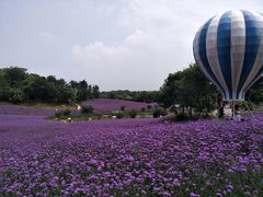 -大塘金香草谷