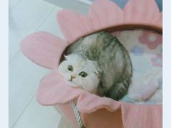 -喵的天空名猫咖啡馆·撸猫·猫舍·用品