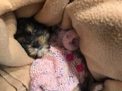 -逗柴咖啡屋·狗咖猫咖宠物桌游