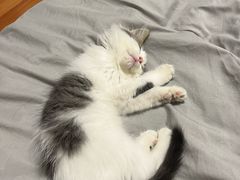 -中农国际动物医院24小时·猫科·骨科·急重症中心