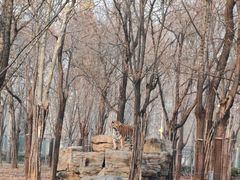-秦皇岛野生动物园