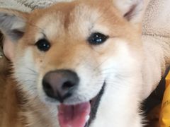 -南京Hallo宠物乐园·哈罗犬舍·柴犬繁育基地