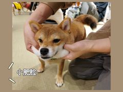 -逗柴咖啡屋·狗咖猫咖宠物桌游