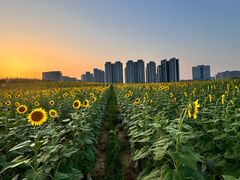 -光明小镇欢乐田园