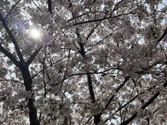 -苏州上方山国家森林公园