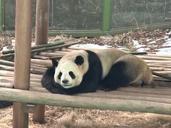 -栾川竹海野生动物园