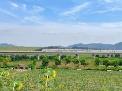-光明小镇欢乐田园