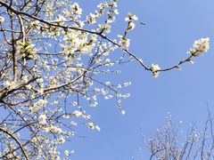-桃花堤公园