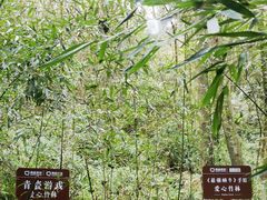 -都江堰中华大熊猫苑