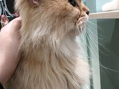 -安格丽娜·狗咖·猫咖羊驼咖(春熙路百盛商场店)