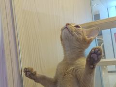 -爪爪喵星球·猫舍(前海卓越店)