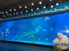-烟台海昌鲸鲨海洋公园