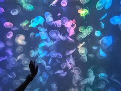 -烟台海昌鲸鲨海洋公园