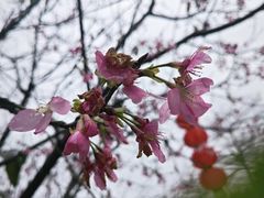 -广州市帽峰山景区