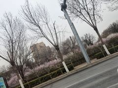 -桃花堤公园
