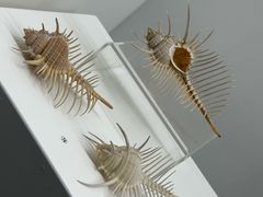 -贝壳王国博物馆