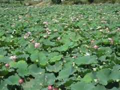 -韶山毛泽东同志故居