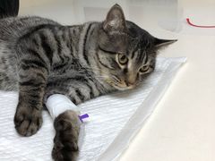 -宠颐生中康贝怡动物医院