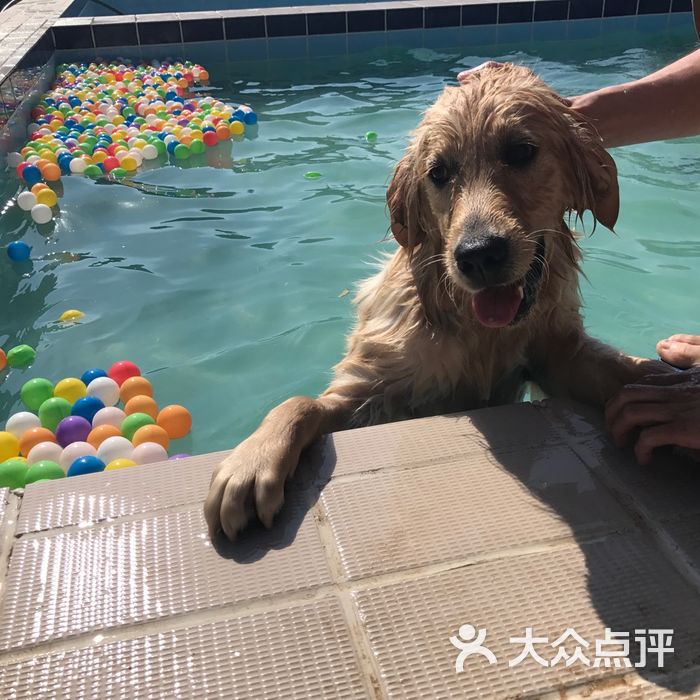趣玩宠物狗寄养训犬训狗游泳池