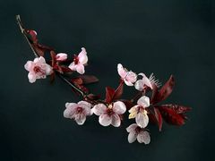 -皇樽动物奶油生日蛋糕(江南店)