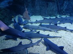 -烟台海昌鲸鲨海洋公园