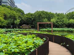 -陈家山荷花公园