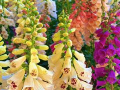 -华南师范大学(广州大学城校区)