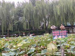 -团结湖公园