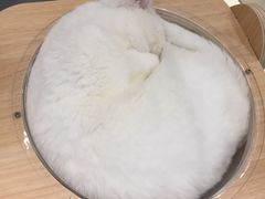 -飞行喵MR PILOT|猫舍·猫咖(静安大融城店)