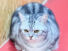 -和它·交个朋友·狗咖猫咖(爱琴海店)