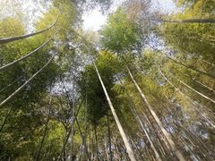 -上海佘山国家森林公园天马山园