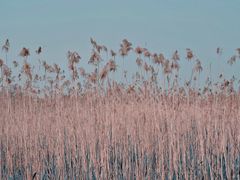 -合肥滨湖国家森林公园