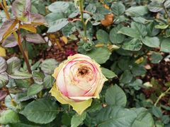 -人民公园(罗湖区)