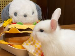 -大象厨房(重庆道店)