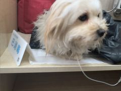 -北京观赏动物医院·24小时大型综合·猫专科·异宠专科