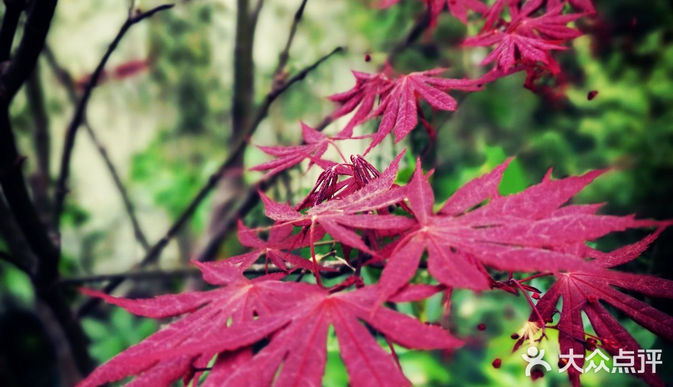 徐家汇光启公园