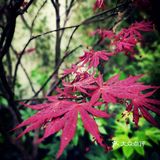 徐家汇光启公园