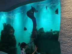 -瑞德姆美人鱼海底演艺主题餐厅(亚龙湾店)