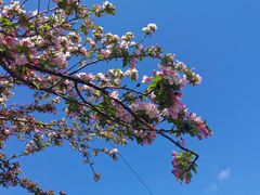 -海棠花溪(元大都城垣遗址公园)